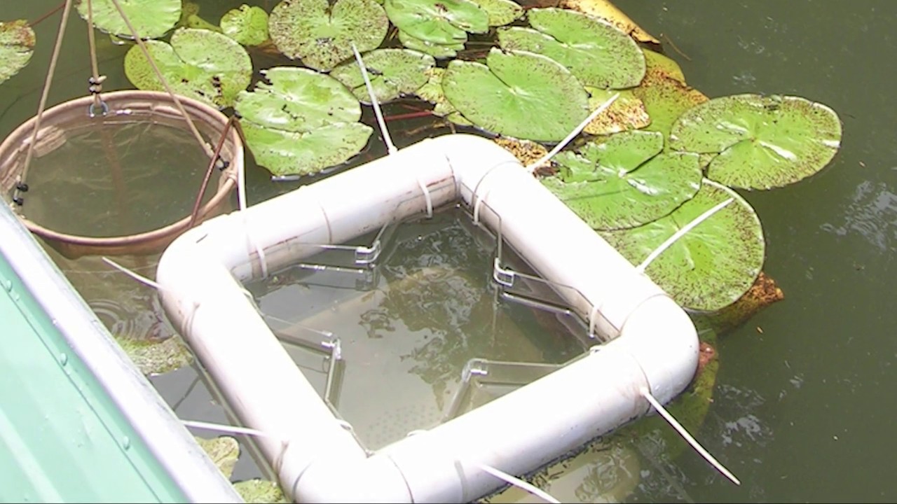 Planície de iundação do alto rio Paraná