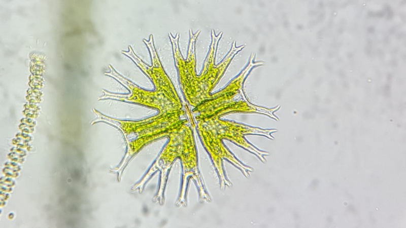 Micrasterias sp, género de microalgas de aguas dulce