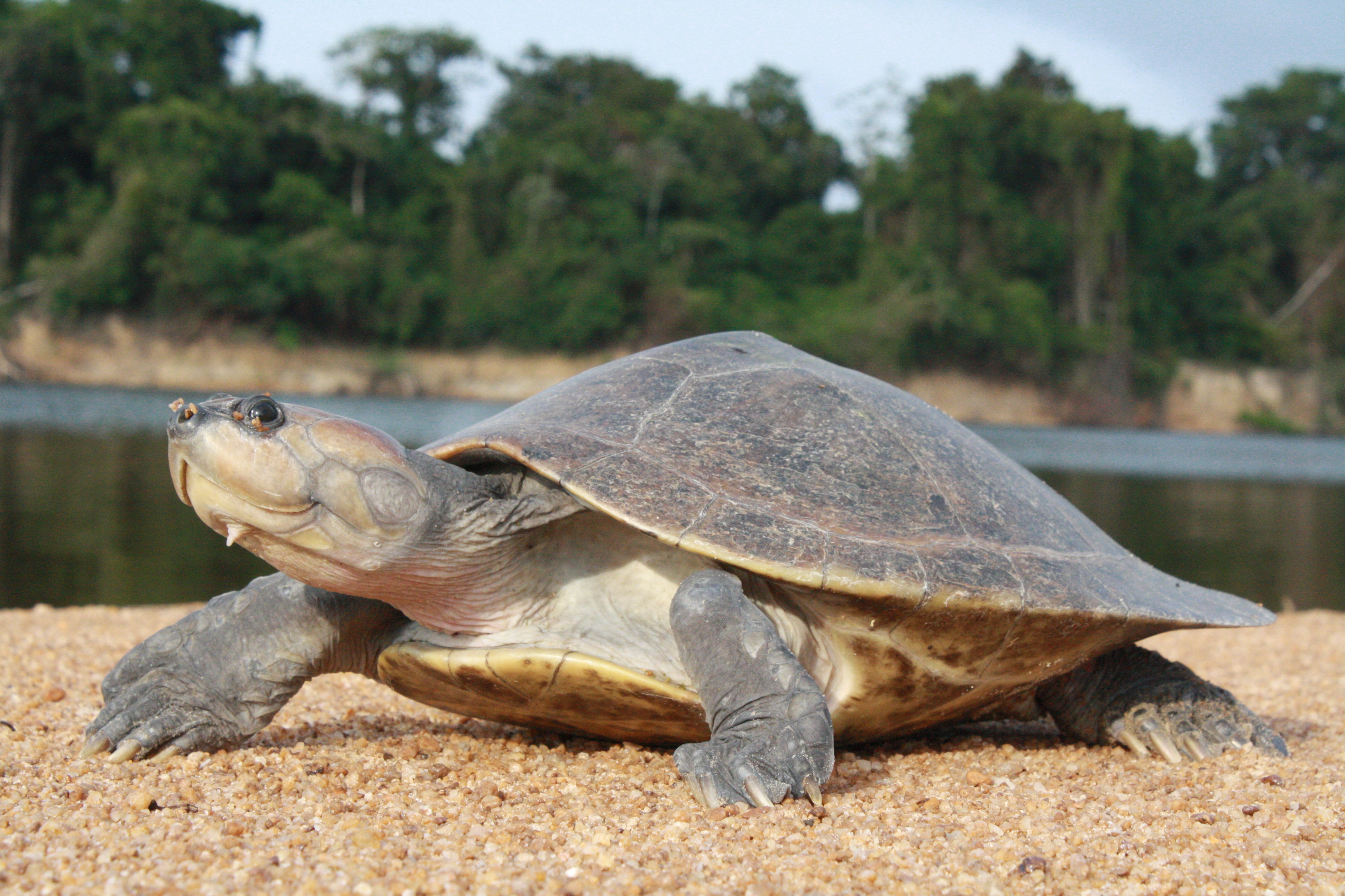 Hembra de Podocnemis sextuberculata