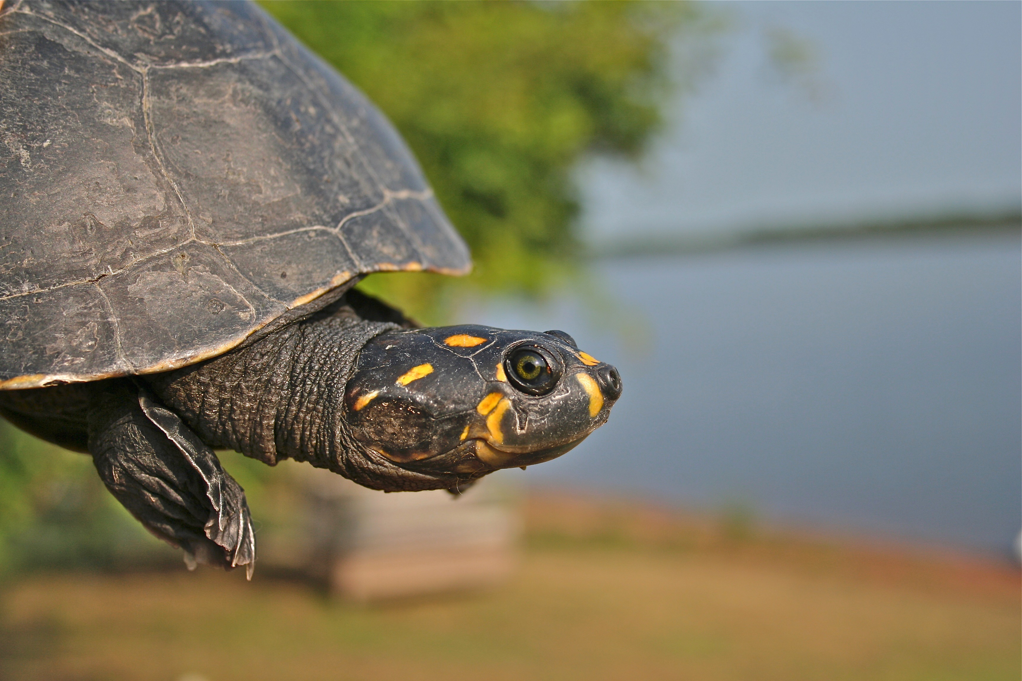 Macho de Podocnemis unifilis