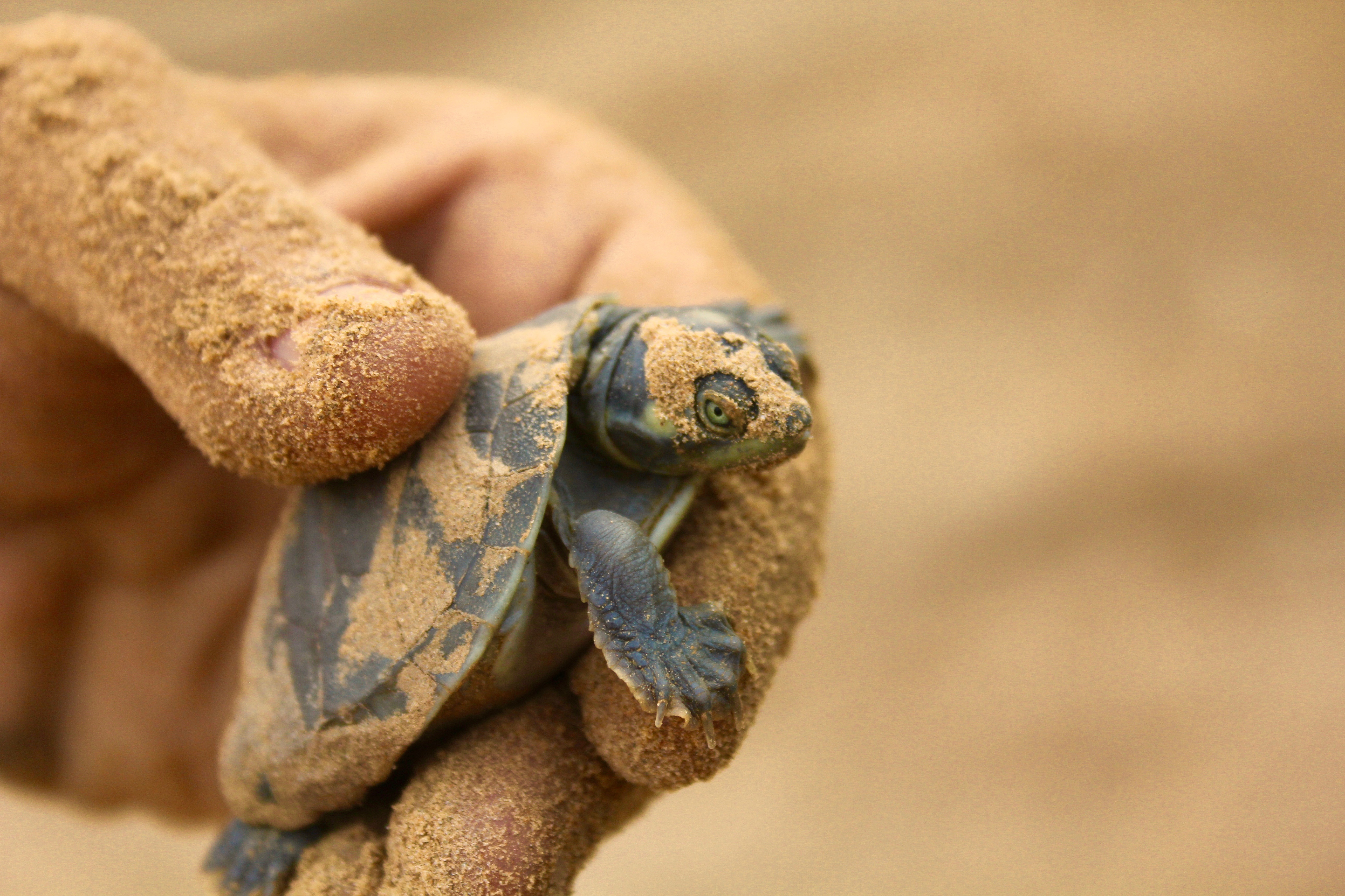 Juvenil de Podocnemis expansa
