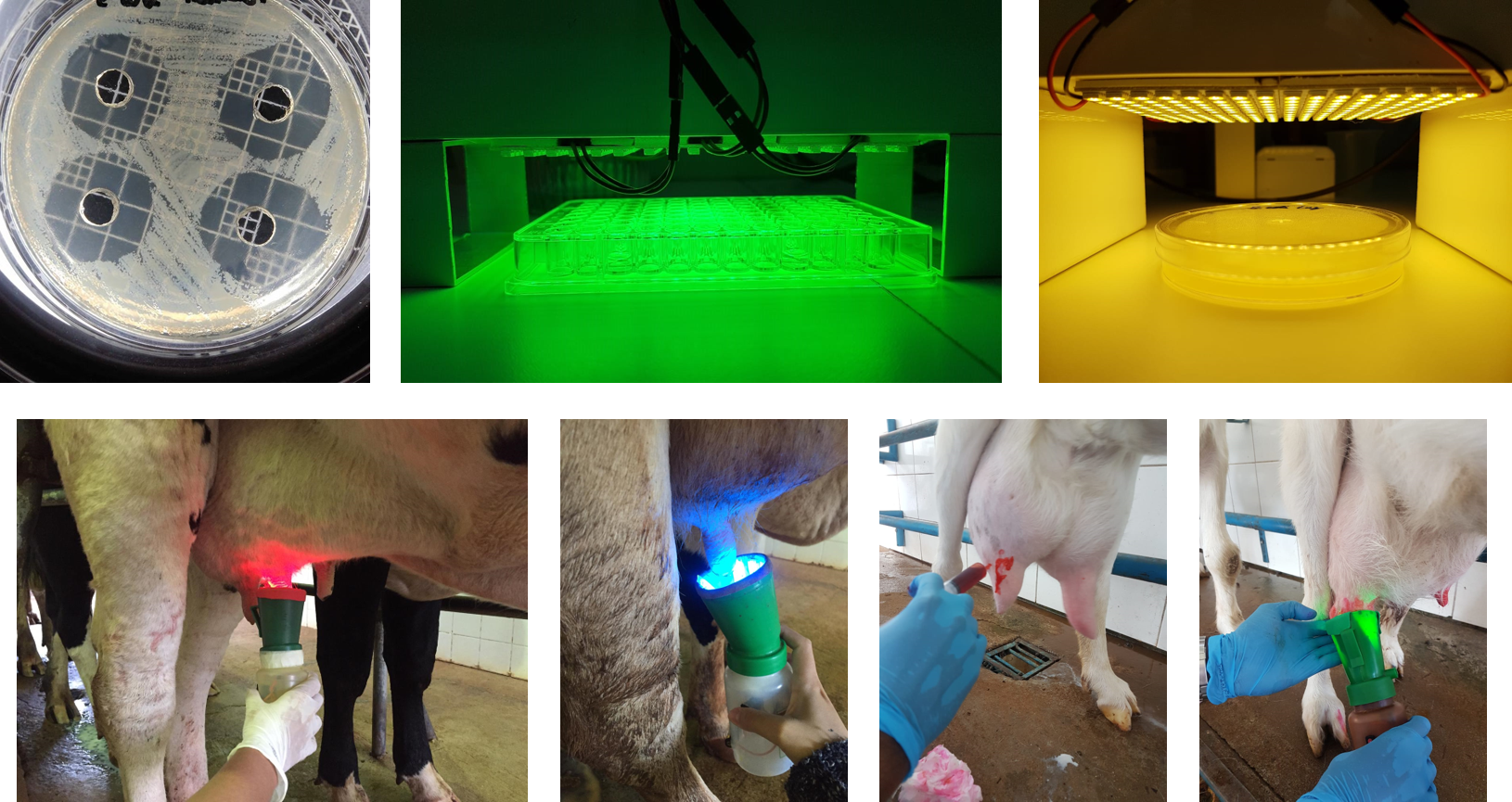 Protocolo de tratamiento de mastitis, Maringá, Brasil