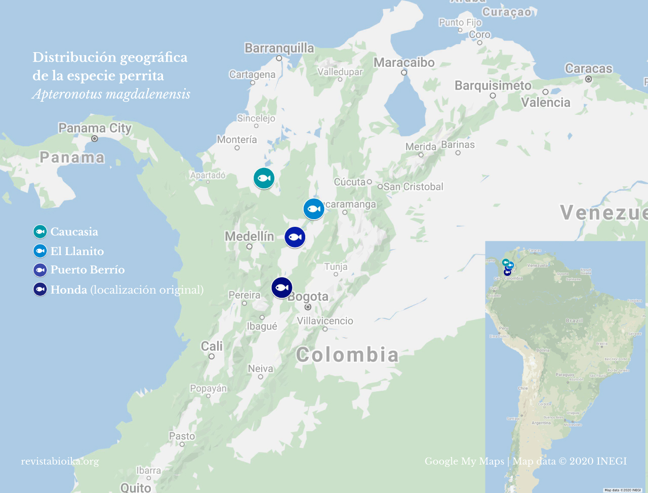 Mapa de la cuenca con la distribución conocida actualmente para la especie “perrita” (Apteronotus magdalenensis) Mapa de la cuenca con la distribución conocida actualmente para la especie “perrita” (Apteronotus magdalenensis)