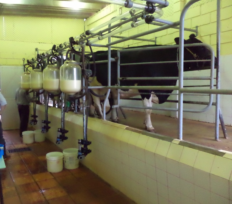Vaca en Hacienda Experimental de Iguatemi