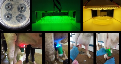 Protocolo de tratamiento de mastitis, Maringá, Brasil