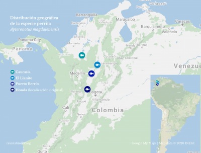 Mapa de la cuenca con la distribución conocida actualmente para la especie “perrita” (Apteronotus magdalenensis)