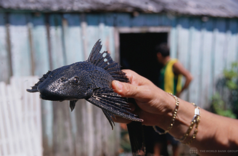 Peixe amazônico: Cascudo