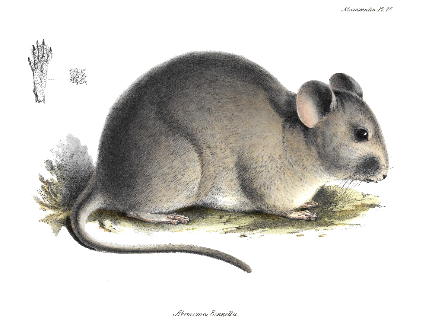 Abrocoma bennettii Abrocoma bennettii