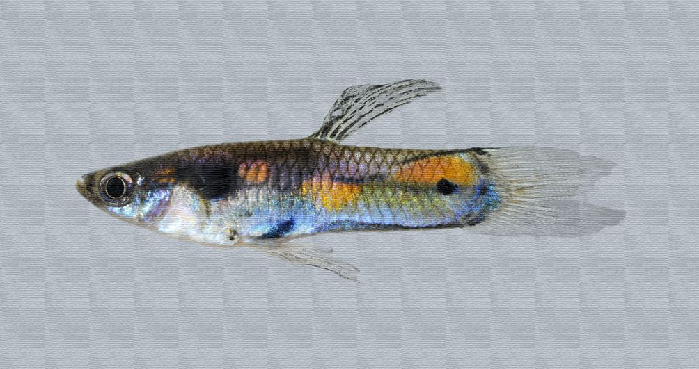 Macho de peixe Barrigudinho