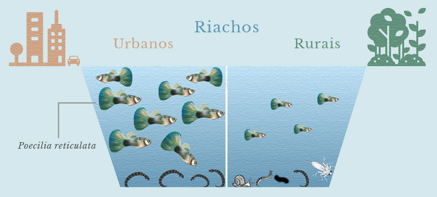 Abundancia de peixe barrigudinho em riachos rurais e urbanos (rótulos em português)