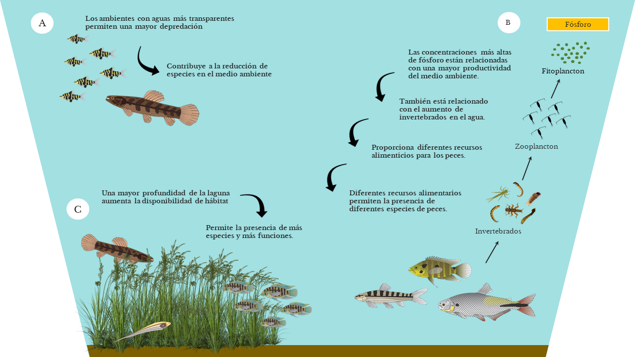 Representação esquemática dos resultados encontrados no estudo (espanhol)