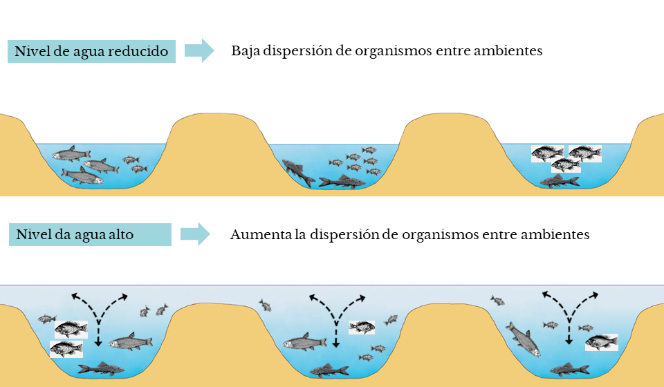 Representação esquemática do resultado encontrado no estudo em relação ao nível da água nas lagoas (ES)