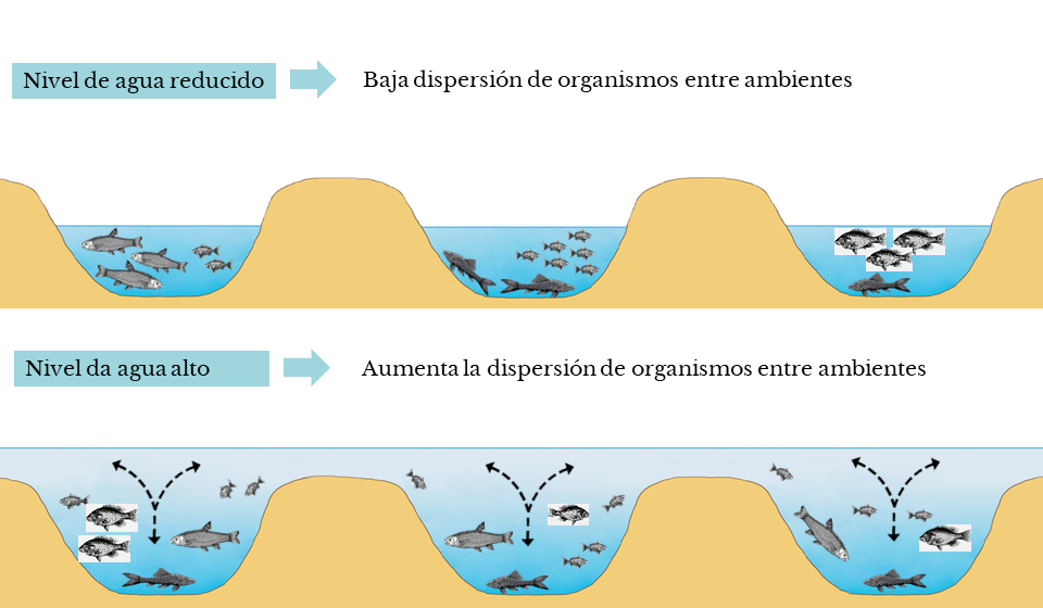 Representación esquemática del resultado en-contrado en el estudio en relación al nivel del agua en las lagunas (ES)