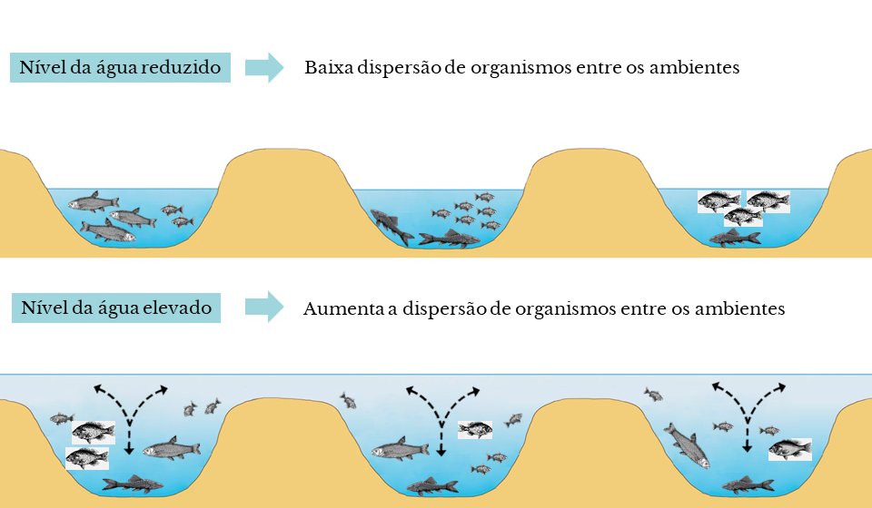Representação esquemática do resultado encontrado no estudo em relação ao nível da água nas lagoas (PT)