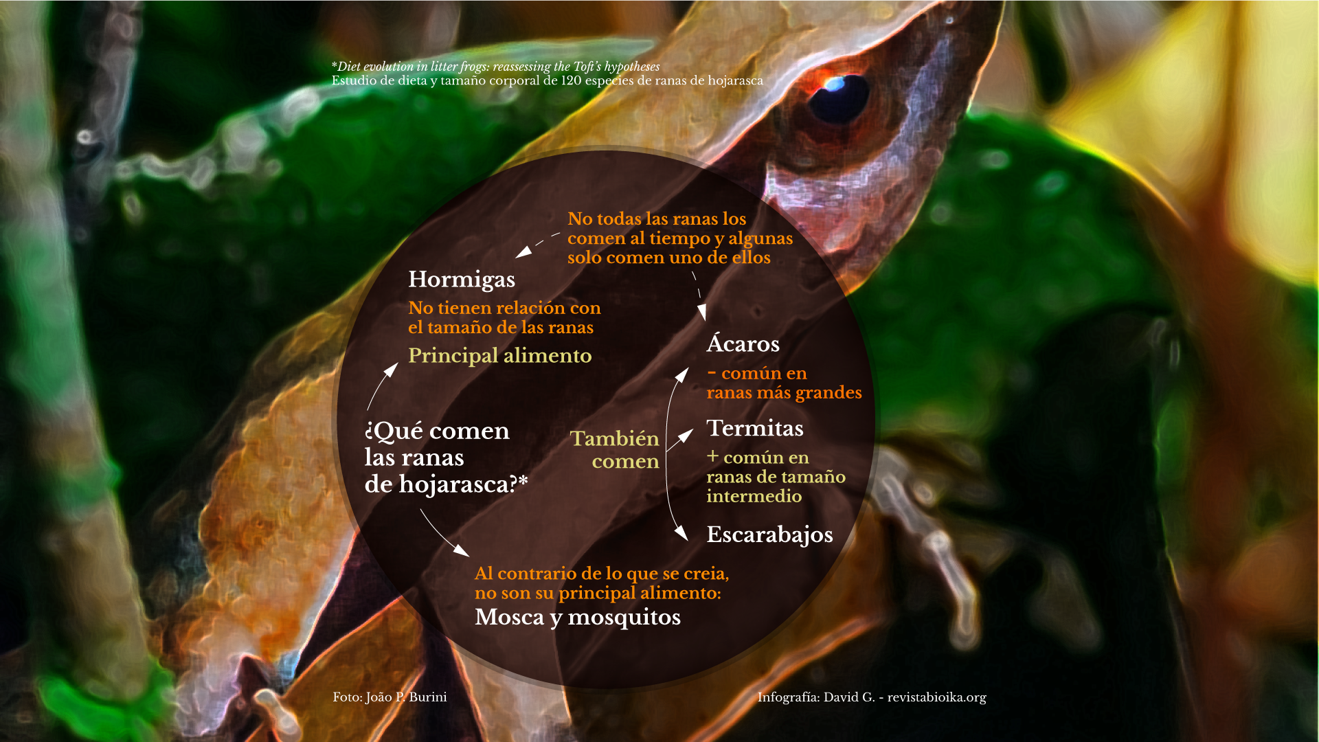 Infografía: ¿Qué comen las ranas de hojarasca?