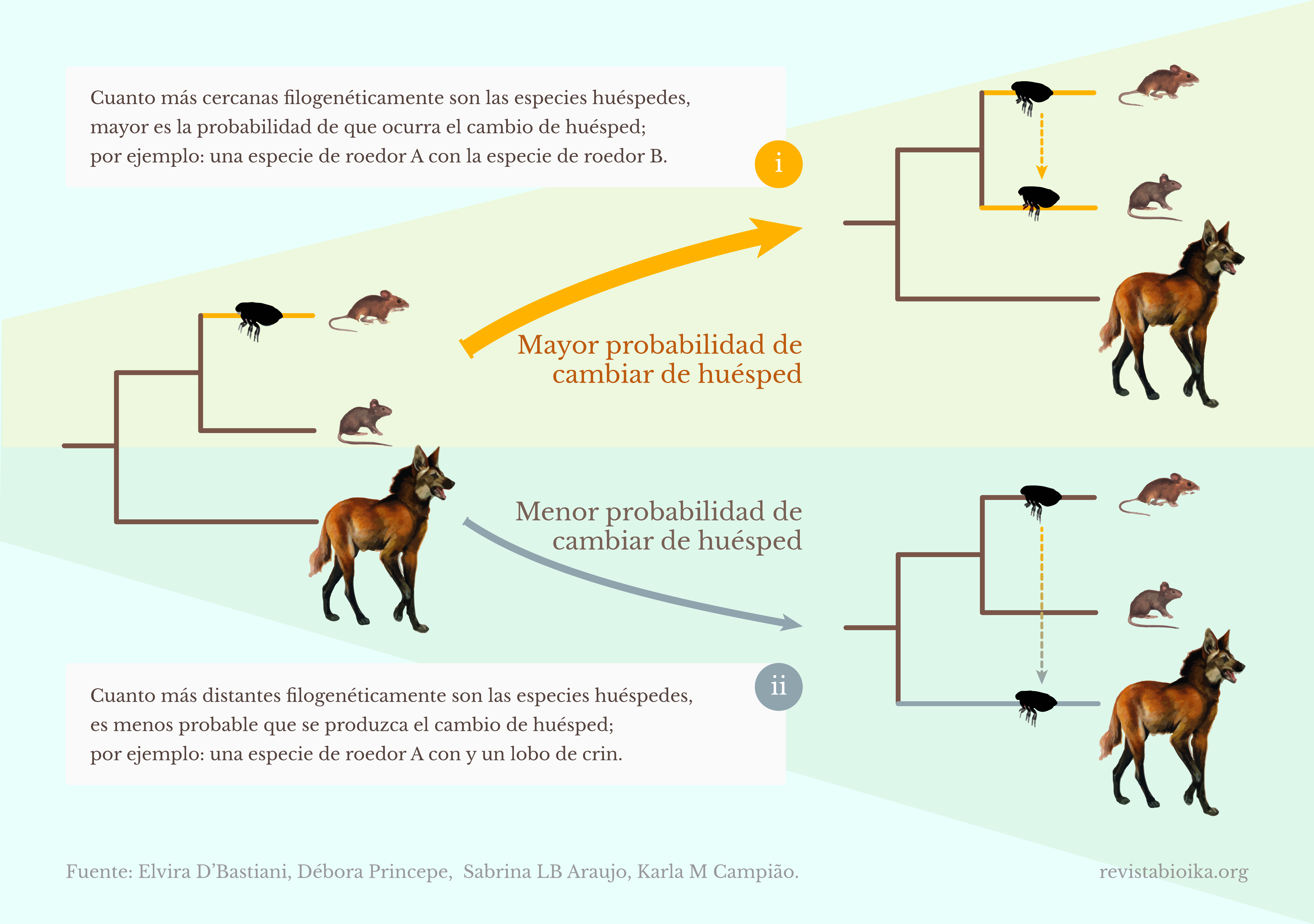 Representação do parentesco filogenético de duas espécies de roedores com o lobo-guará e dois cenários hipotéticos extremos de troca de hospedeiro (espanhol)