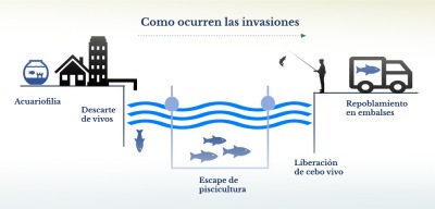 Como ocurren las invasiones (español)