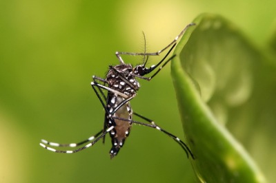 Aedes aegypti en Dar es Salaam, Tanzania