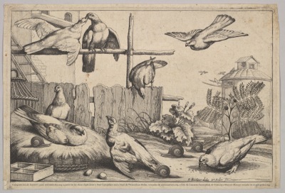 Invasión de palomas, caracoles y leucenas en una tarde de verano en Brasil