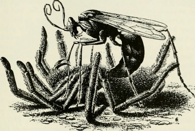 La avispa gigante pica la tarántula 