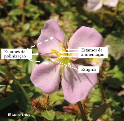 Detalhe de uma flor de <em>Pterolepis glomerata</em> (rótulos em português)