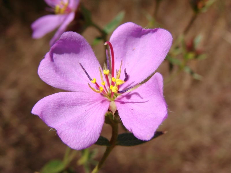 Flore de Pterolepis glomerata