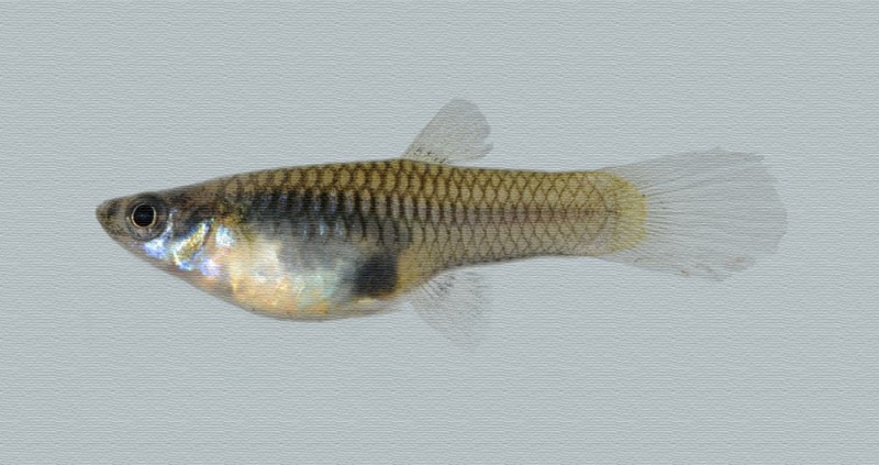 Fêmea de peixe Barrigudinho