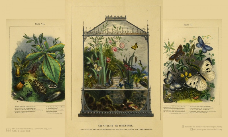 Esta composición de imágenes de “The buttherfly vivarium” (1858), nos recuerda que nos gustan más algunos insectos que otros; pero también nos invita a pensar que, además de fotogénicos, los insectos son muy importantes para los ecosistemas que habitan.