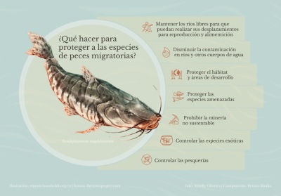 ¿Qué hacer para proteger a las especies de peces migratorias? (español)