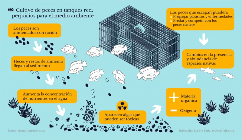 Cultivo de peces en tanques red: perjuicios para el medio ambiente