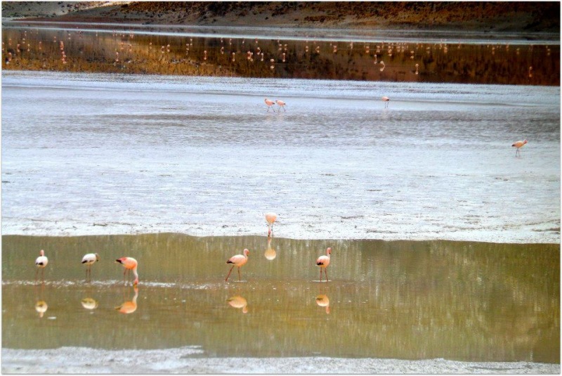 Foto com flamingos