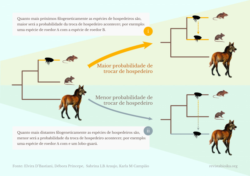 Representação do parentesco filogenético de duas espécies de roedores com o lobo-guará e dois cenários hipotéticos extremos de troca de hospedeiro