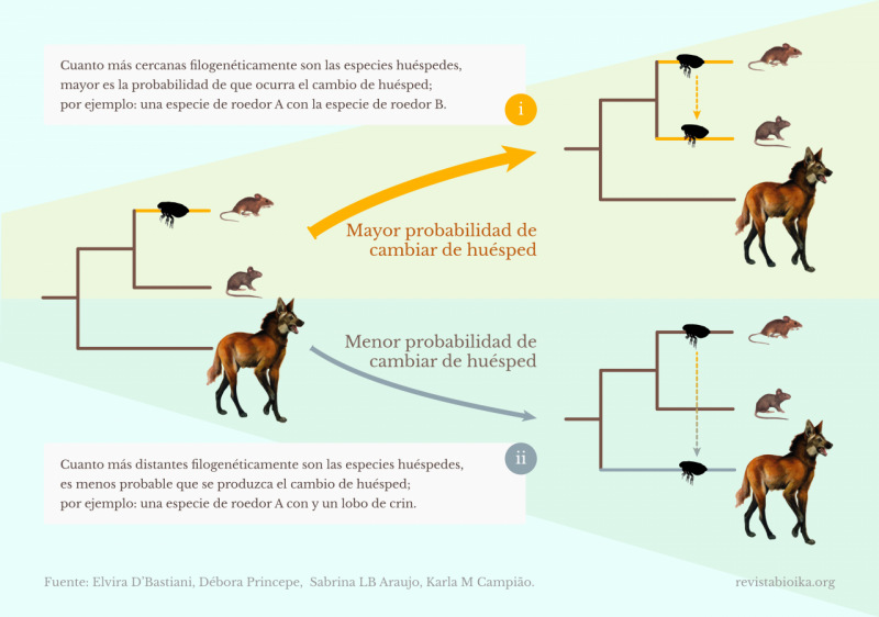 Representación de la relación filogenética de dos especies de roedores con el lobo de crin y dos escenarios hipotéticos de intercambio extremo de huéspedes
