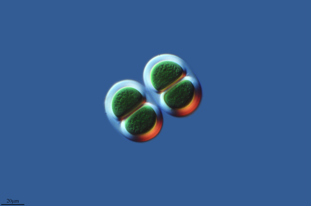 Ciano microscopio Ciano microscopio