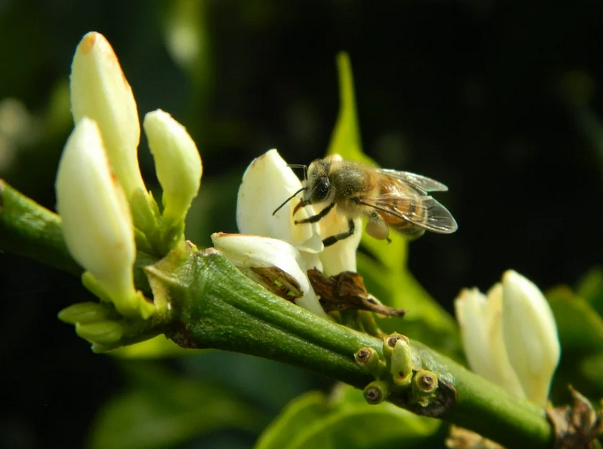 Abelha visitando flor de café