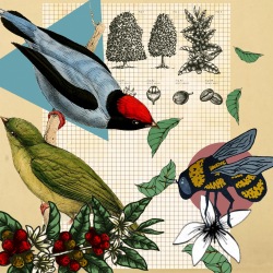Collage: biodiversidad y café
