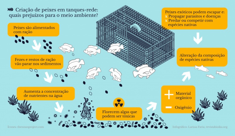 Criação de peixes em tanques-rede: quais prejuízos para o meio ambiente?