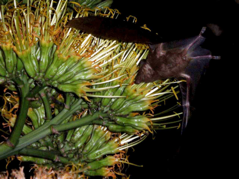 Murciélago polinizador del agave