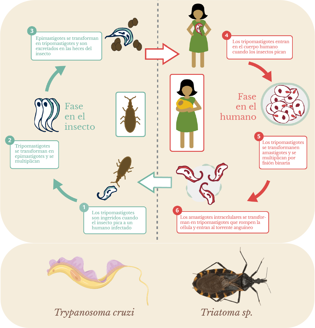 Ciclo de vida de un protista