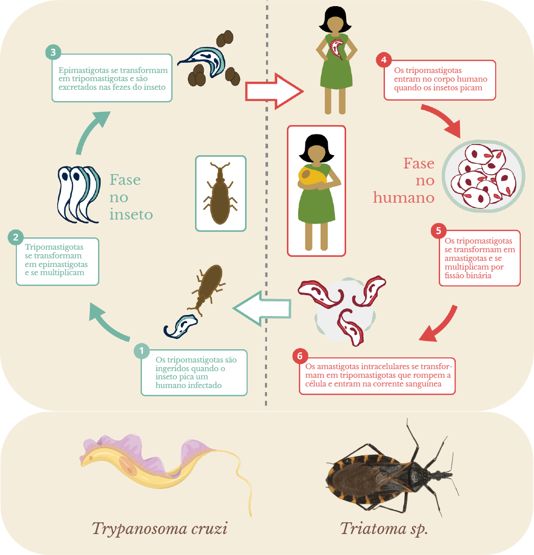 Ciclo de vida de um protista