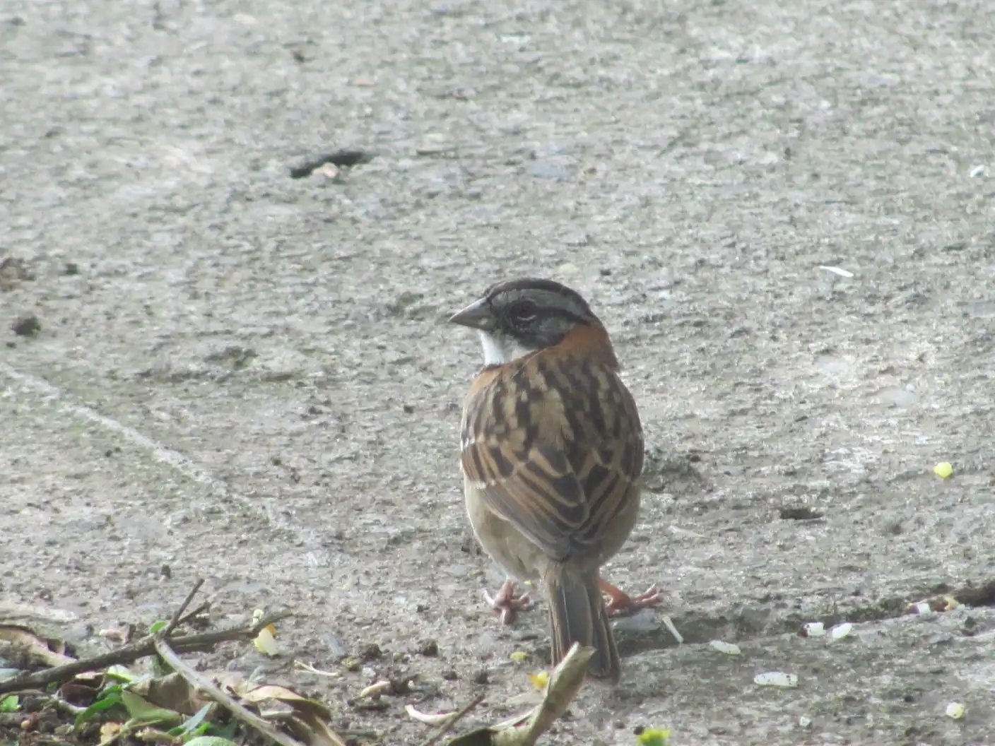 “Vuela, vuela… no te hace falta equipaje”, te diría un ave, porque para alzar el vuelo no se necesitan maletas ni boletos. Pero si pudiera decir algo más, te contaría que, para vivir bien, para estar sana, sí necesita algo esencial: naturaleza. En las ciudades, muchas aves sobrevuelan el asfalto, el ruido y la escasez de refugio y alimento, enfrentando un entorno que no fue hecho para ellas. En la foto, un copetón (Zonotrichia capensis) especie distribuida en gran parte del continente americano.