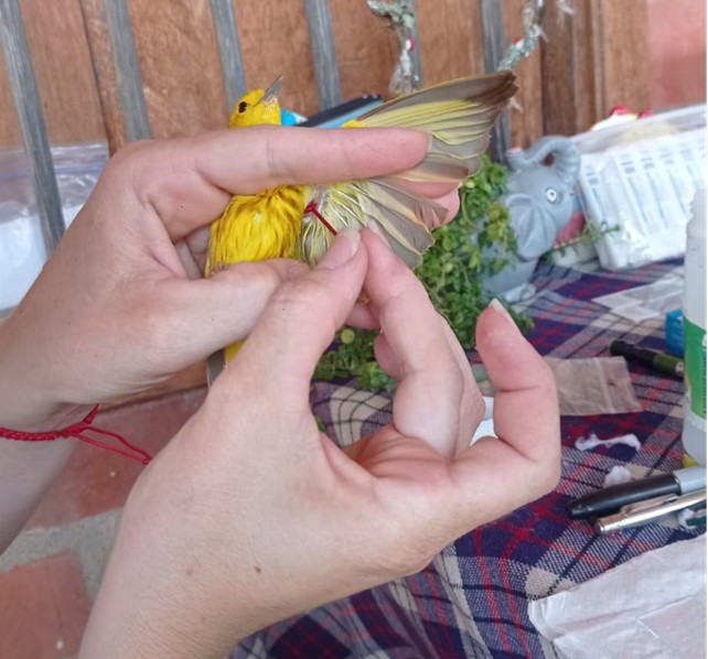 Setophaga petechia Setophaga petechia