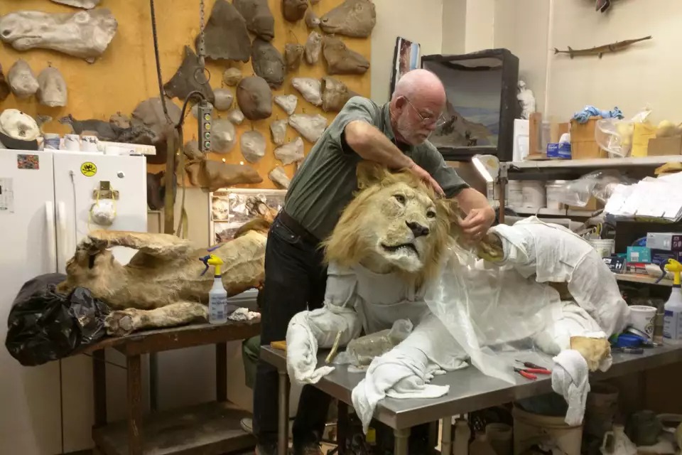 El taxidermista Tim Bovard trabaja con un león dentro de su laboratorio en el Museo de Historia Natural de Los Ángeles
