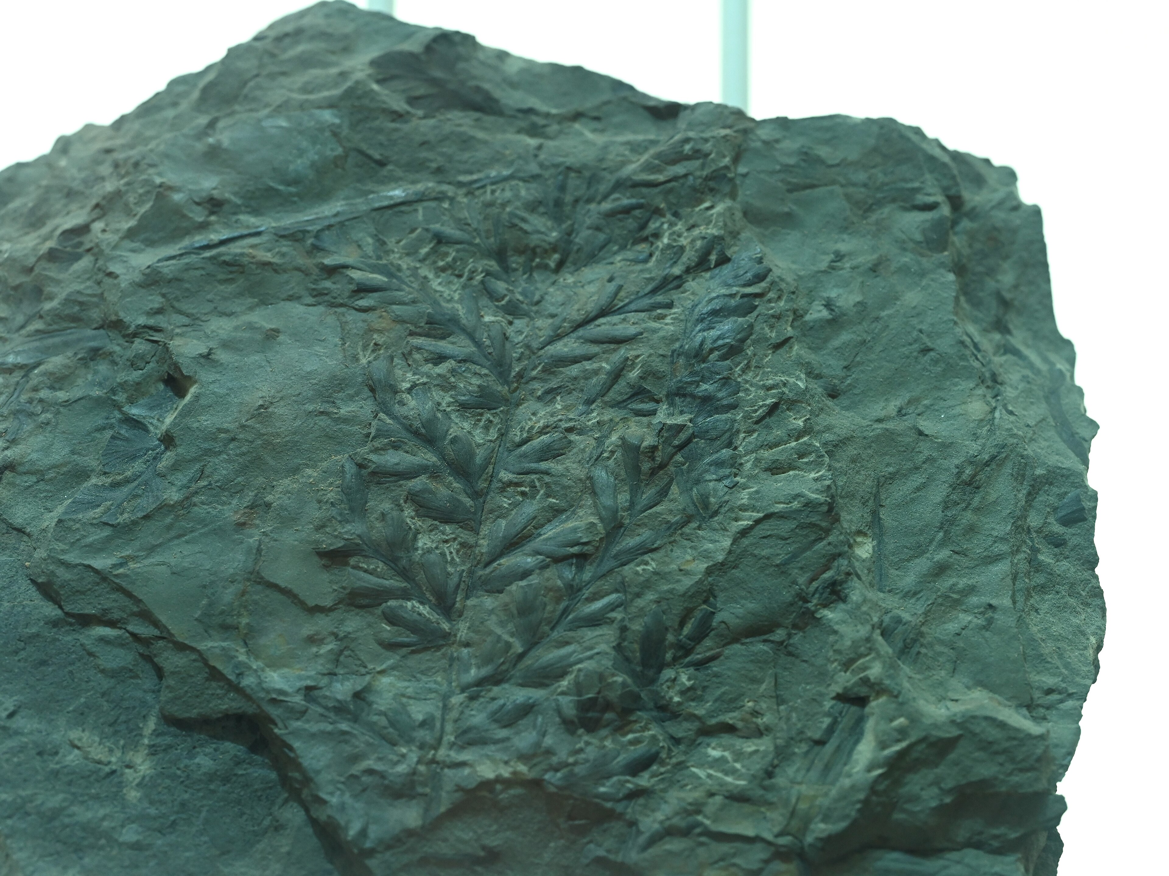Fóssil de Triphyllopteris colombiana no Museu Roberto Wagner de Paleobotânica Fóssil de Triphyllopteris colombiana no Museu Roberto Wagner de Paleobotânica
