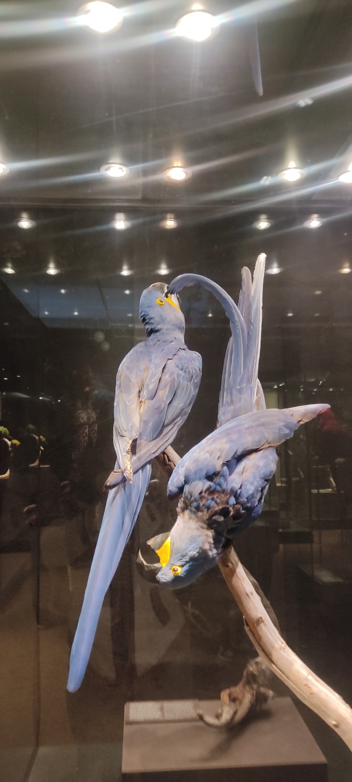 Beleza en perigo