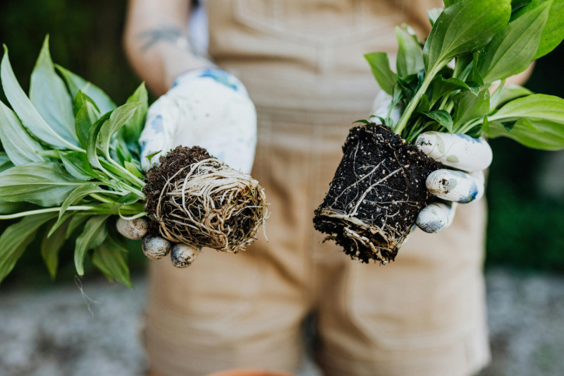 Las raíces de las plantas forman grandes redes que se entrelazan entre sí bajo la superficie. Incluso en las materas vemos como este fenómeno ocurre en pequeñas escalas.