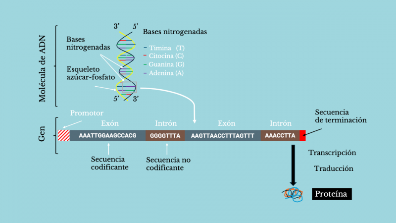 Esquema ADN sobre proceso de sintetización de proteinas