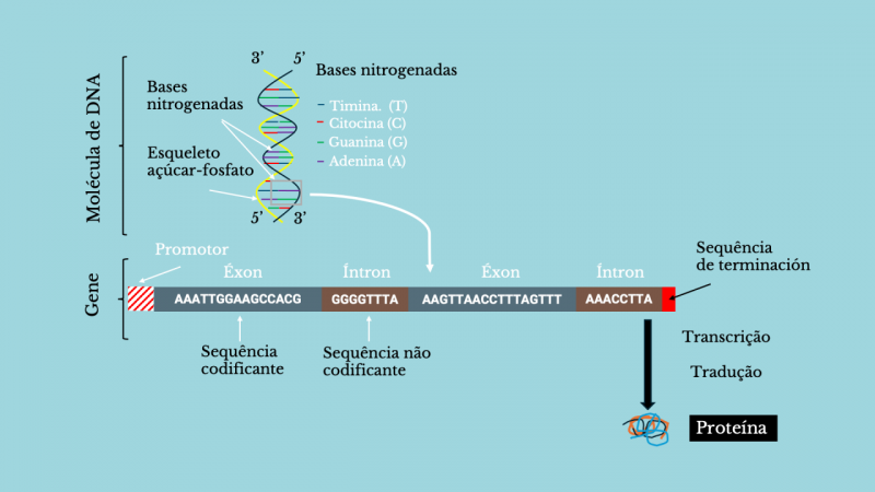 Esquema ADN no processo de sintetização de proteínas