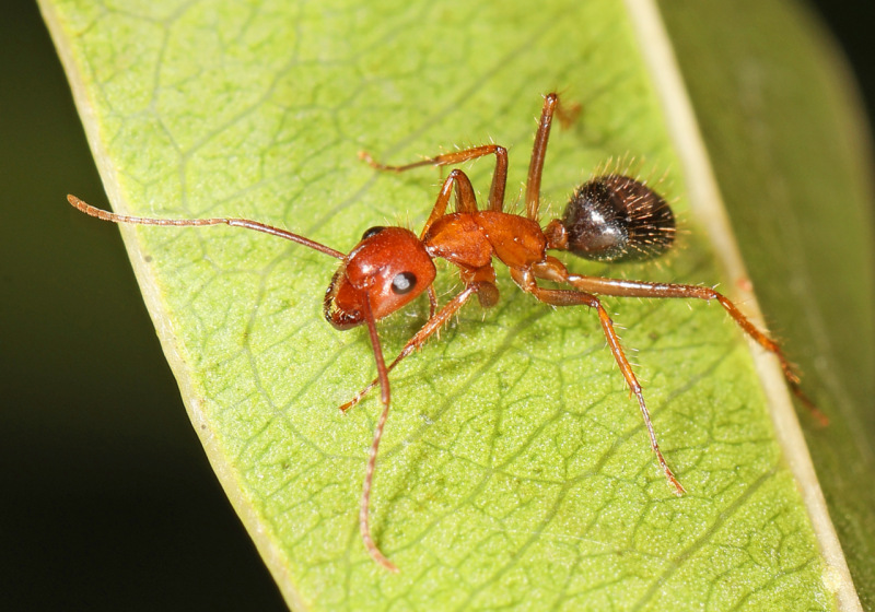 Hormiga carpintera, Camponotus floridanus