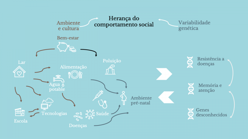 Esquema sobre a herenca do comportamento social para a variabilidade genetica
